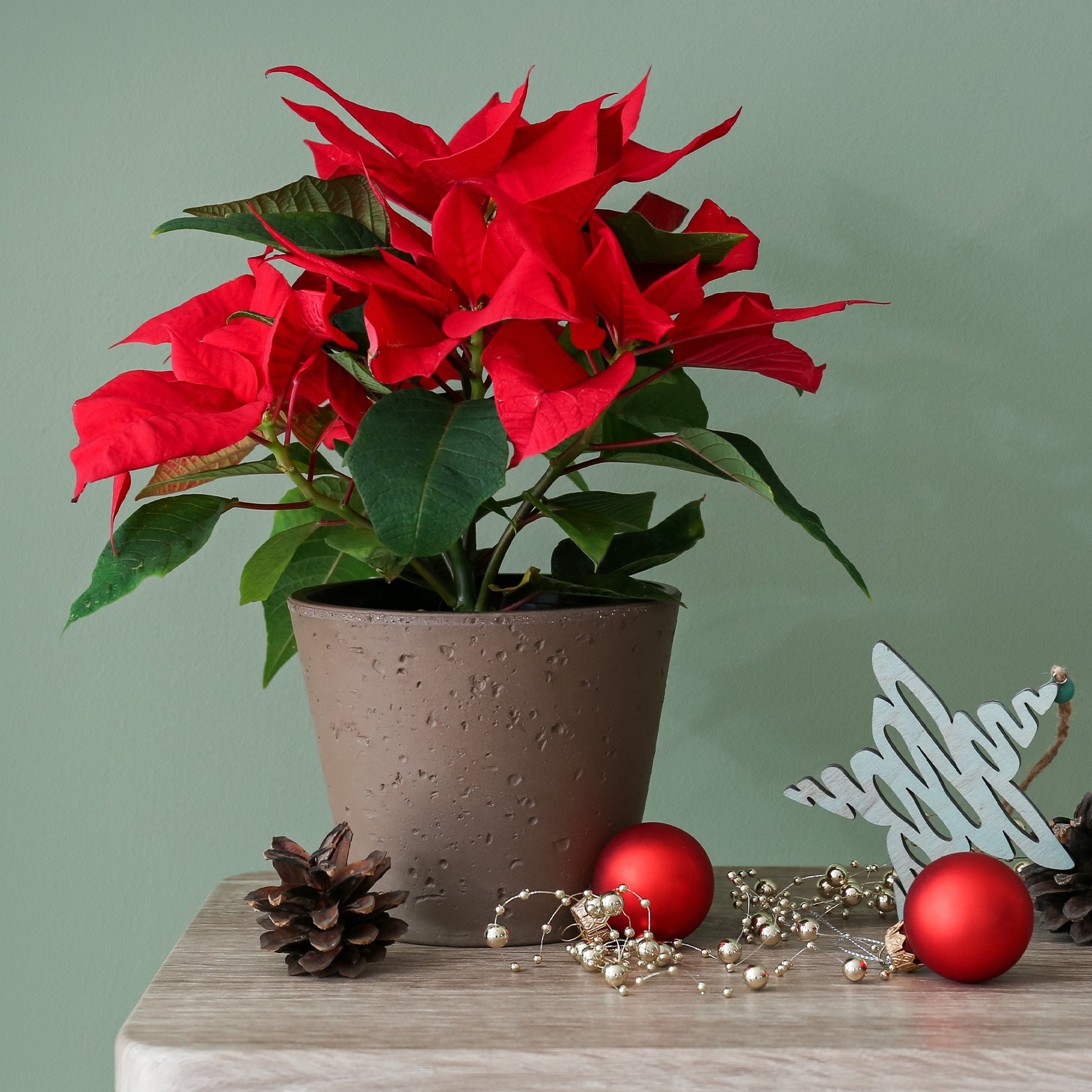 Poinsettia red - Poinsettia Rouge - Plantes d'intérieur fleuries