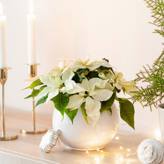 Poinsettia Blanc - Bakker