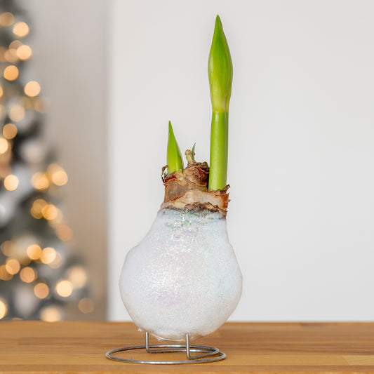 Wax Amaryllis Magic White - Bakker