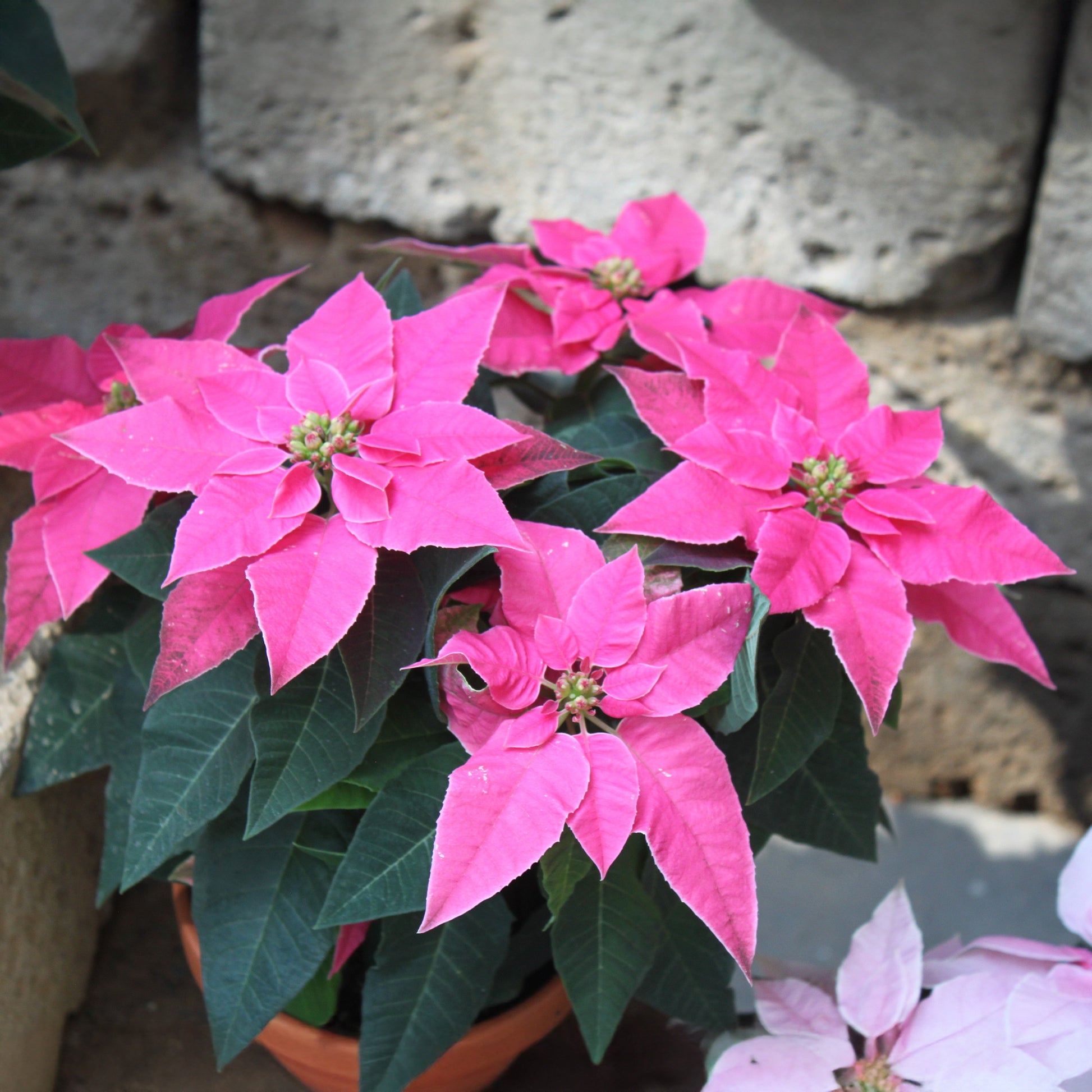 Euphorbia pulcherrima - Poinsettia Rose - Plantes d'intérieur fleuries