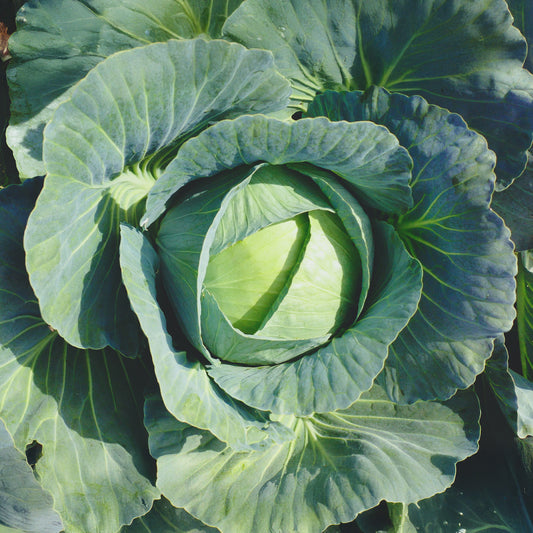 Chou cabus Vestri F1 - Bakker