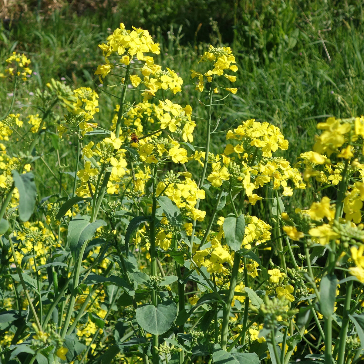 Barbarea verna - Cresson de jardin - Graines de salades