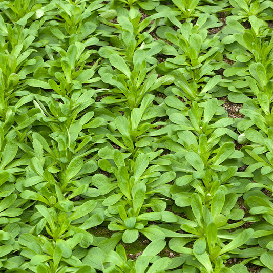 Mâche à grosses graines de Hollande (4 g) - Bakker