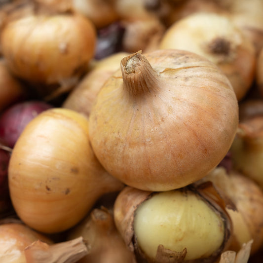 Oignon jaune Paille des Vertus - Bakker