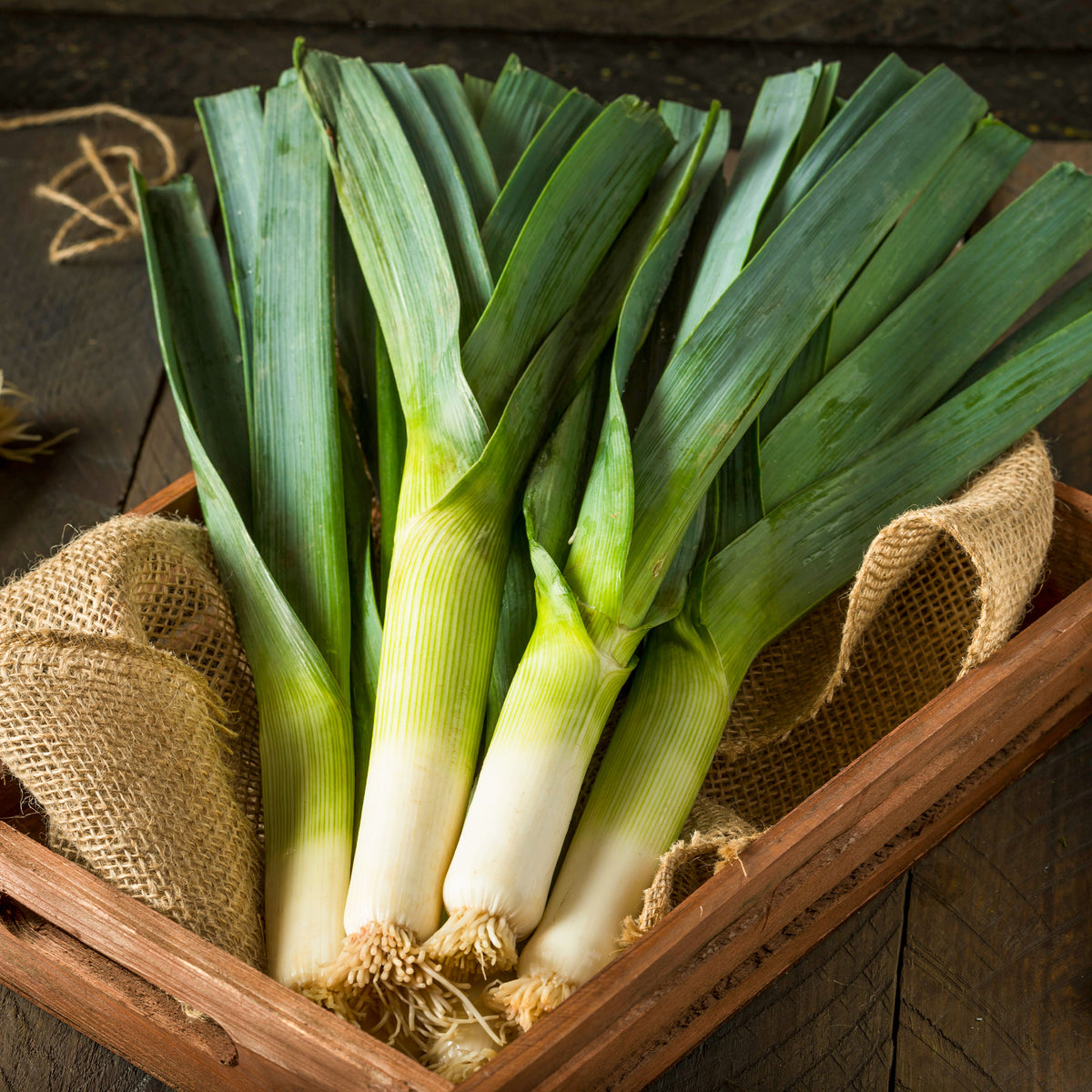 Poireau Armor - Allium porrum armor (obt. clause) - Bakker