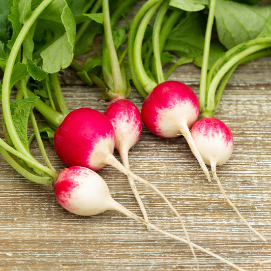 Radis rond National 3 - Bakker