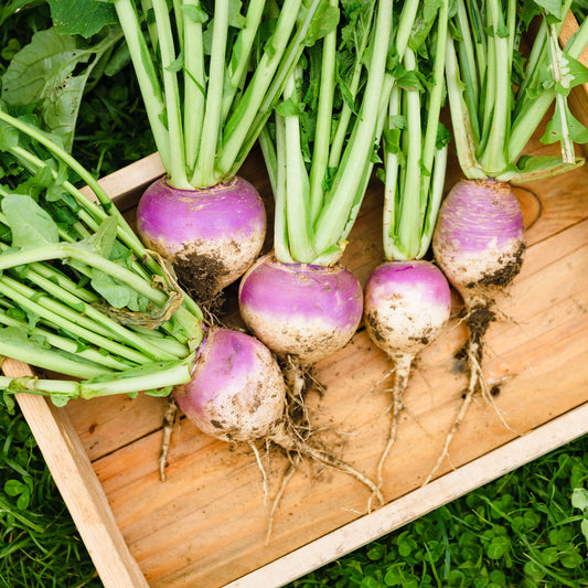 Navet De Norfolk - Bakker