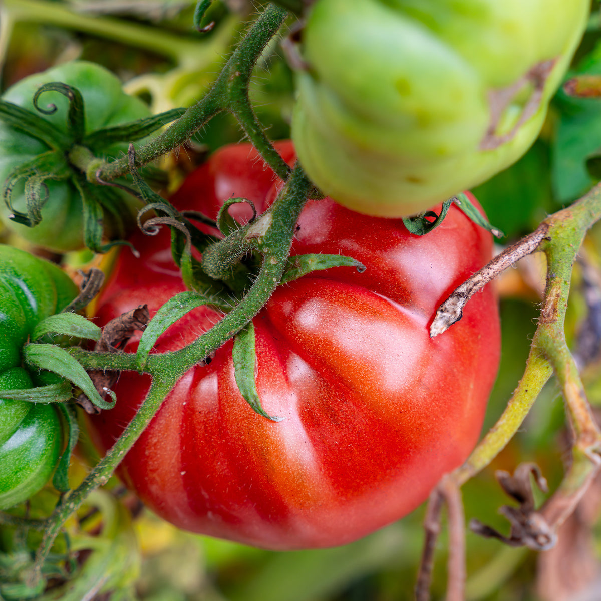 Vente Collection de légumes du soleil - Cucurbita pepo, Solanum melongena, Capsicum annuum, Solanum lycopersicum