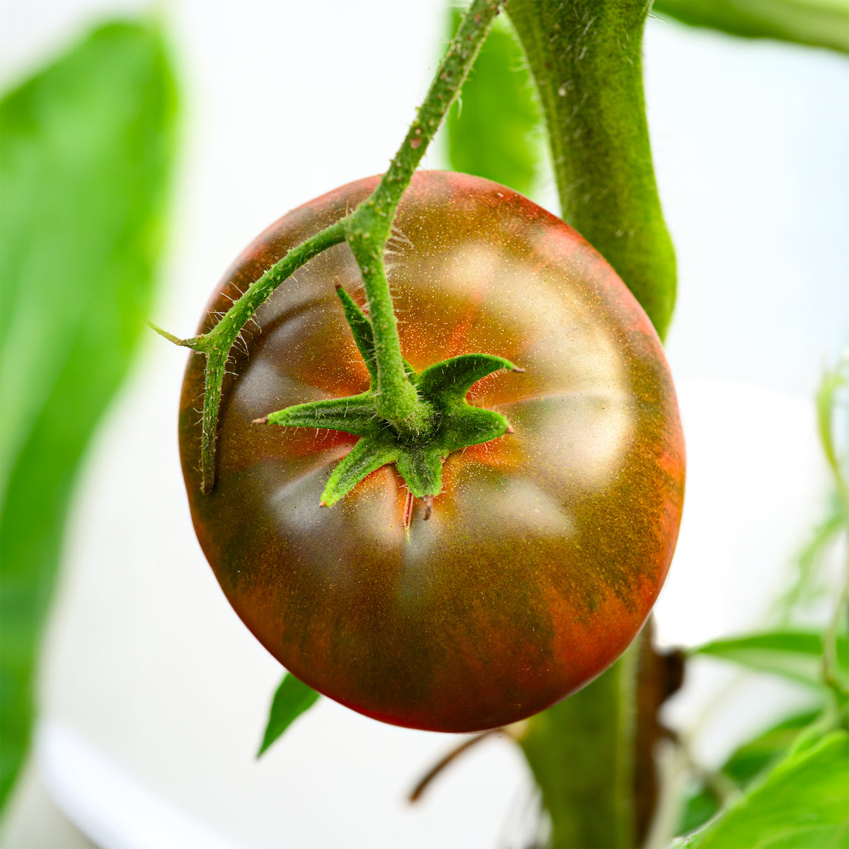 Solanum lycopersicum noire russe - Tomate Noire russe - Graines de tomates