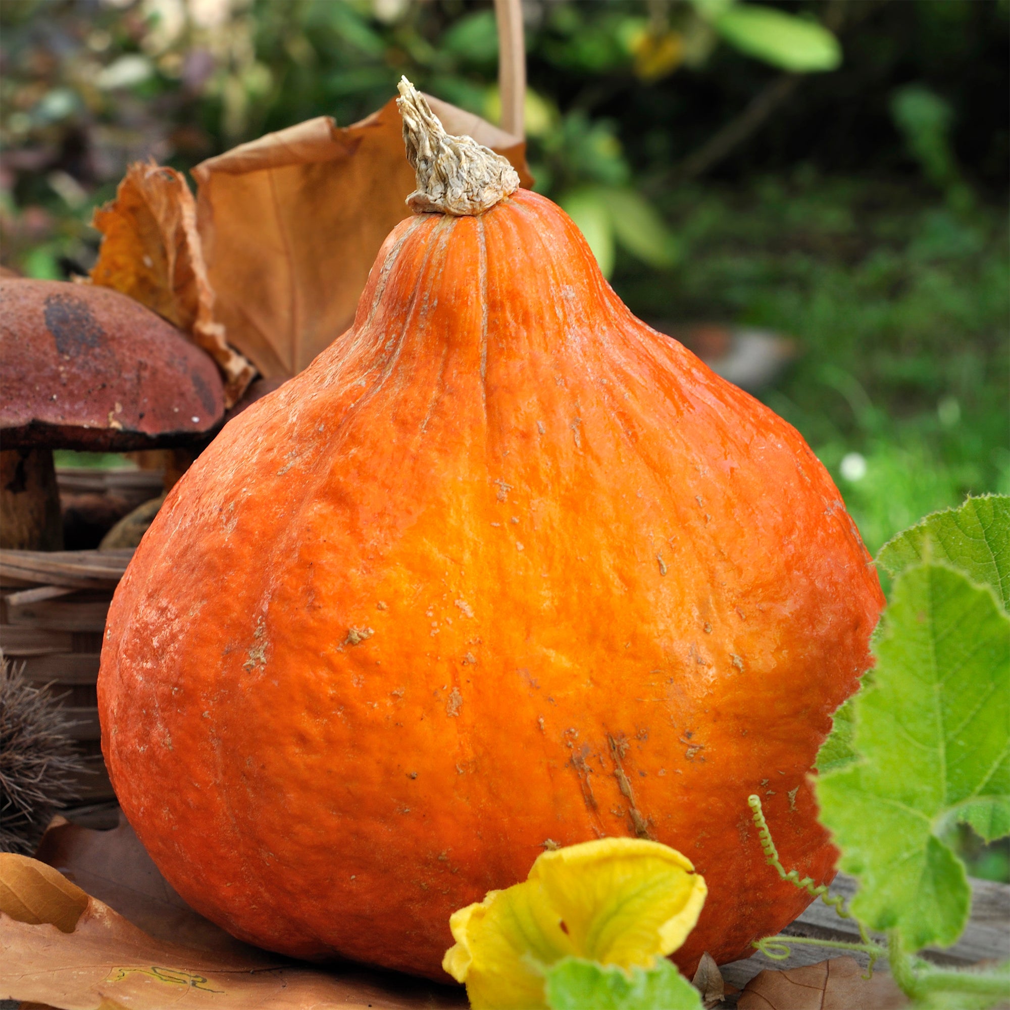 Graines Potiron Potimarron | Bakker.com