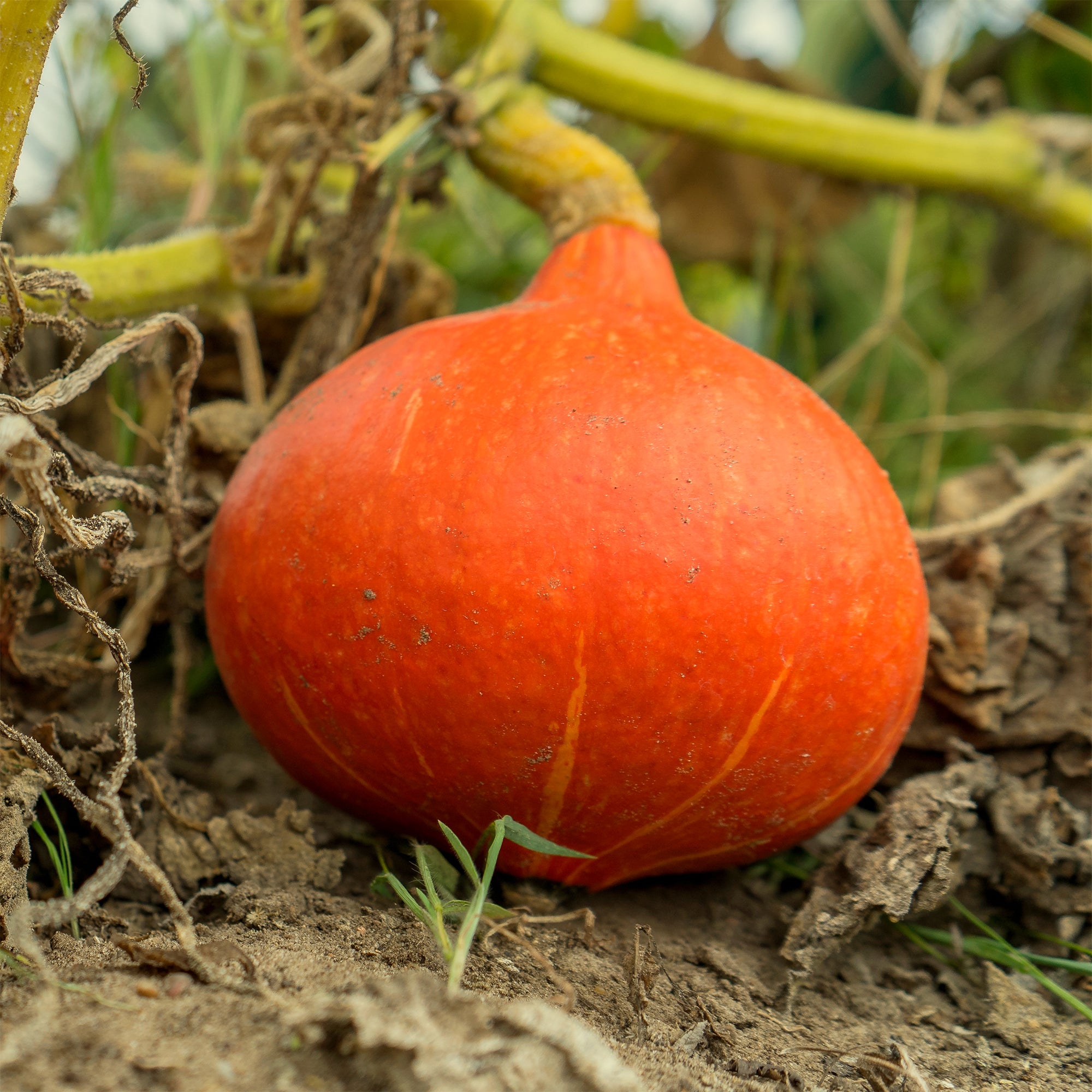 potiron❤︎ Graines Potiron Potimarron | Bakker.com