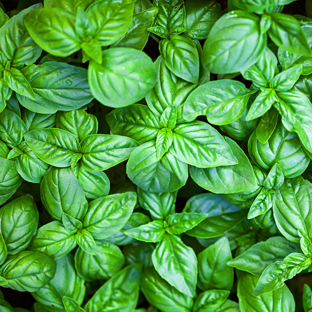 Basilic - Basilic Grand vert - Ocimum basilicum Grand Vert