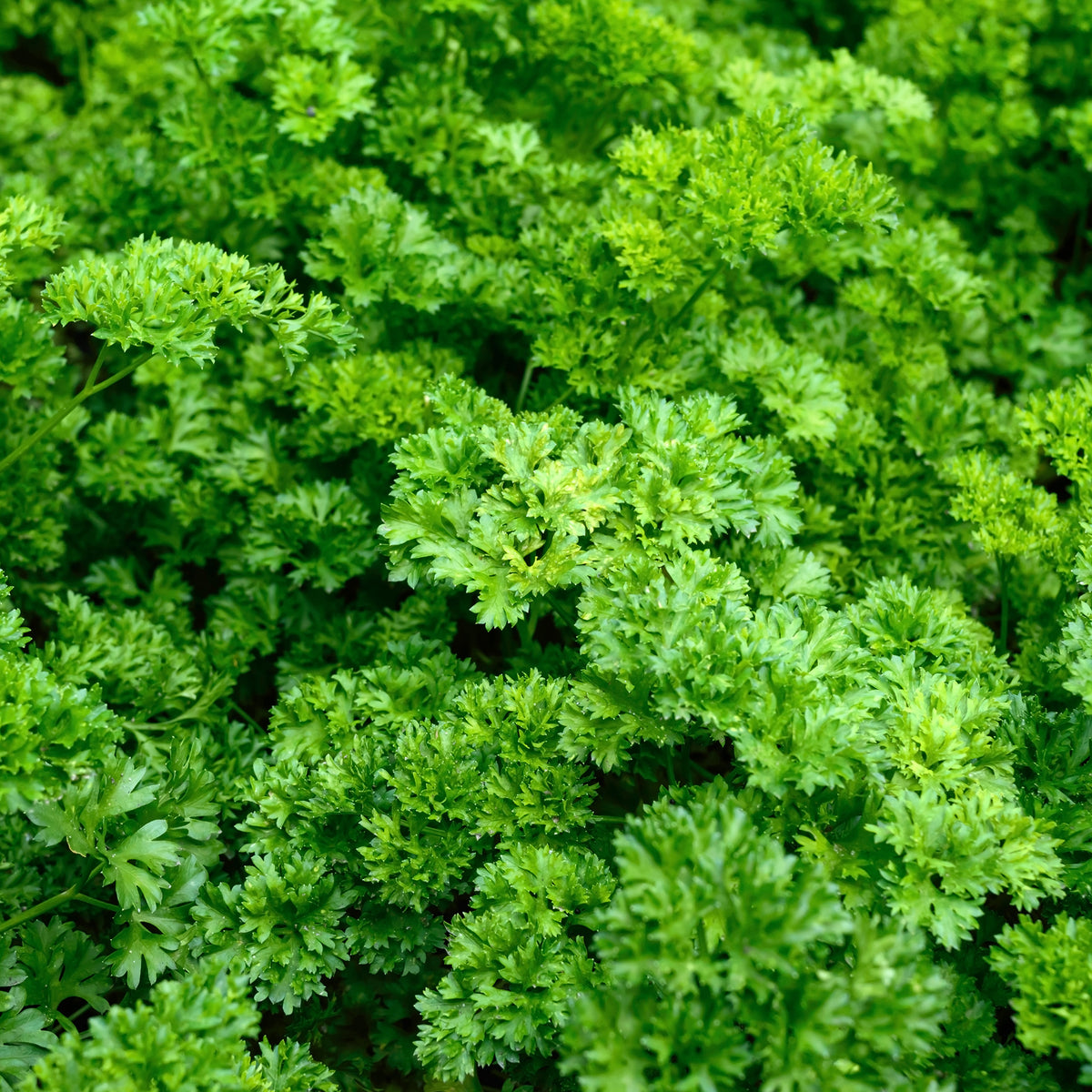 Persil frisé Vert foncé Bio - Bakker