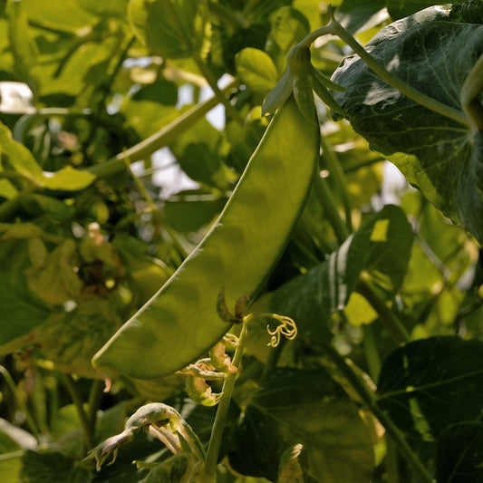 Pois nain mangetout Bamby - Bakker