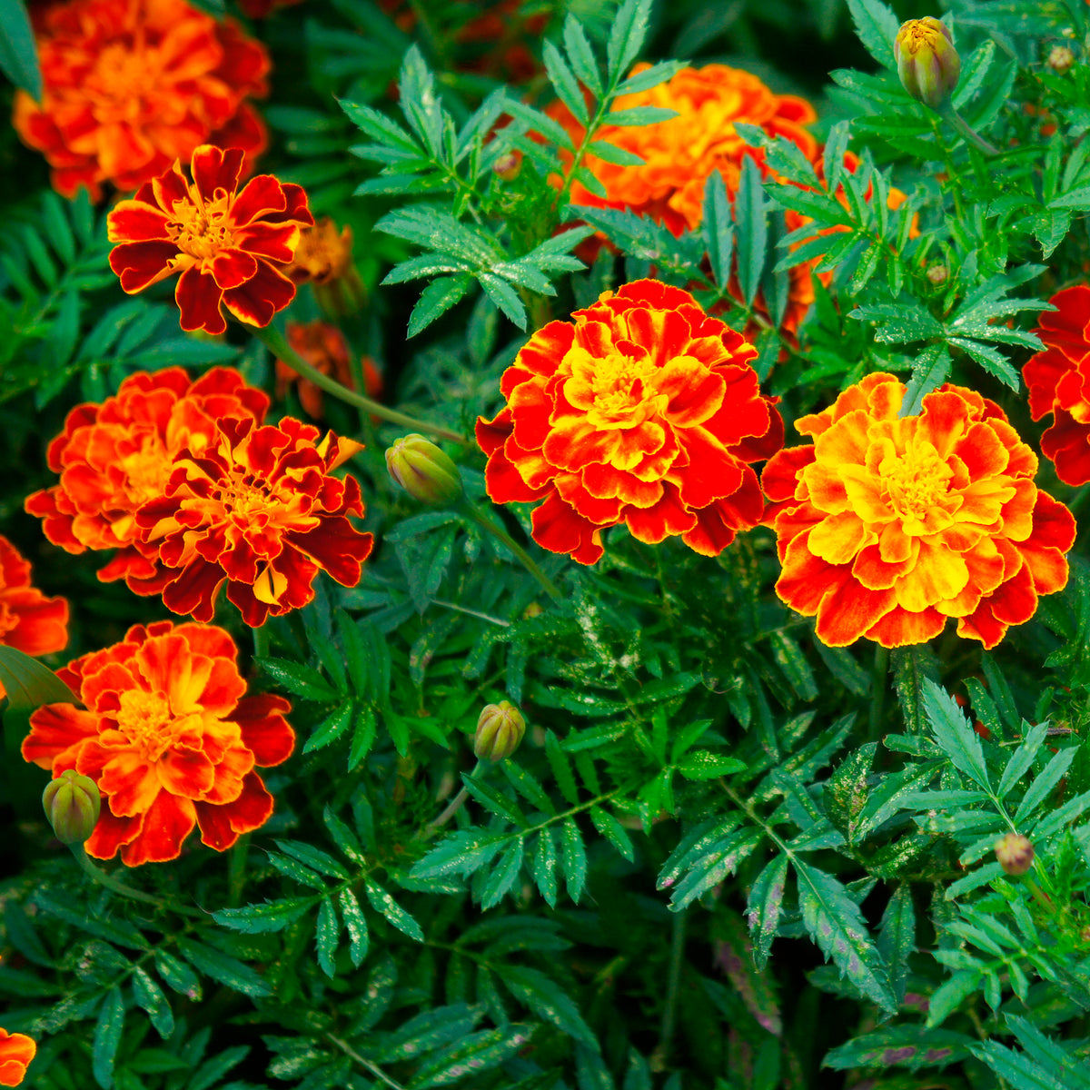 Graines de fleurs annuelles - Oeillet d'Inde Honeycomb - Tagetes patula Honeycomb