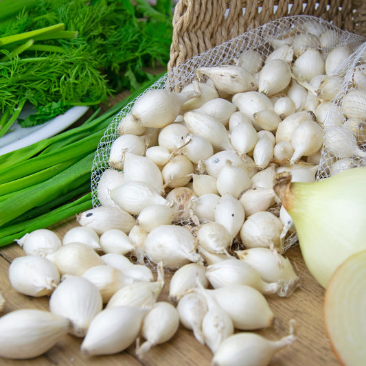 Oignon blanc Snowball - Bakker