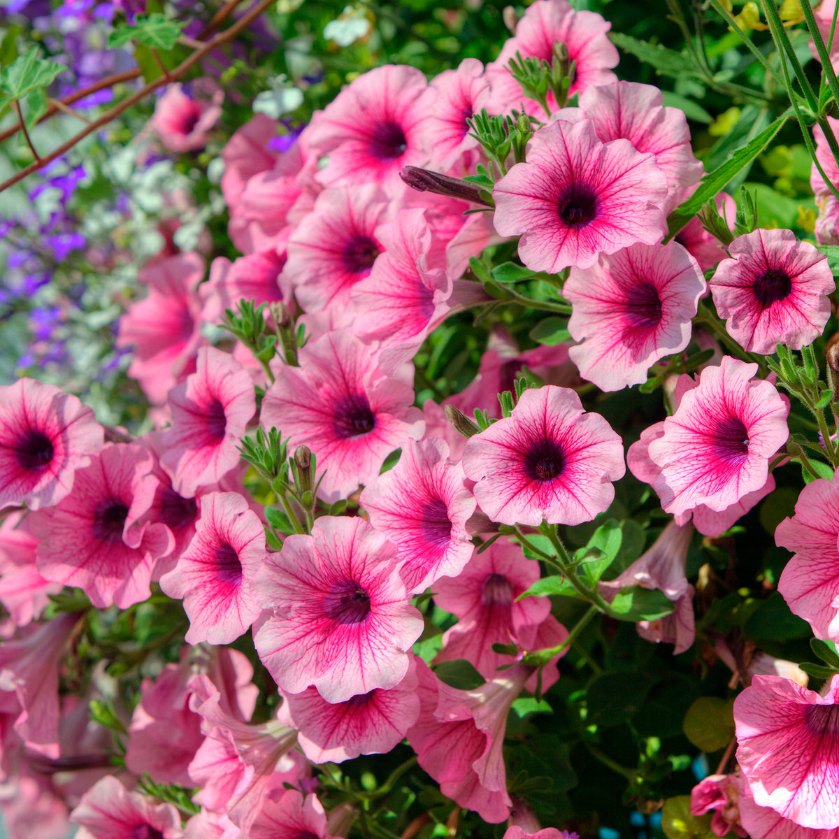 Petunia et Calibrachoa - 3 Pétunias retombants roses - Petunia
