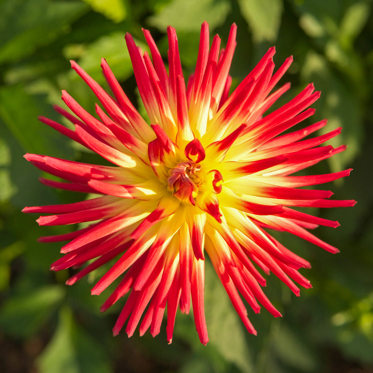 Vente 3 Dahlias cactus Oiseau de Feu - Dahlia cactus oiseau de feu