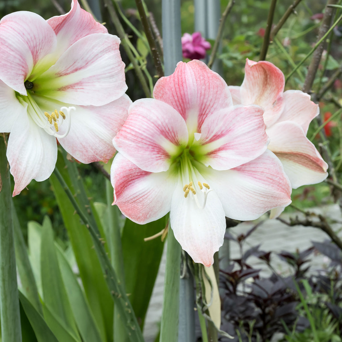 Amaryllis naine Angélique - Bakker