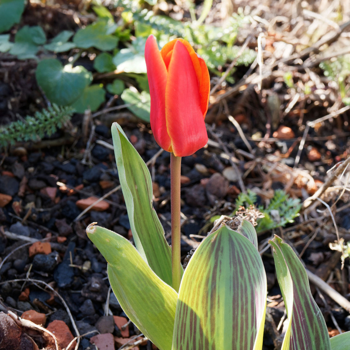 10 Tulipes Chaperon Rouge - Tulipa greigii chaperon rouge - Bakker
