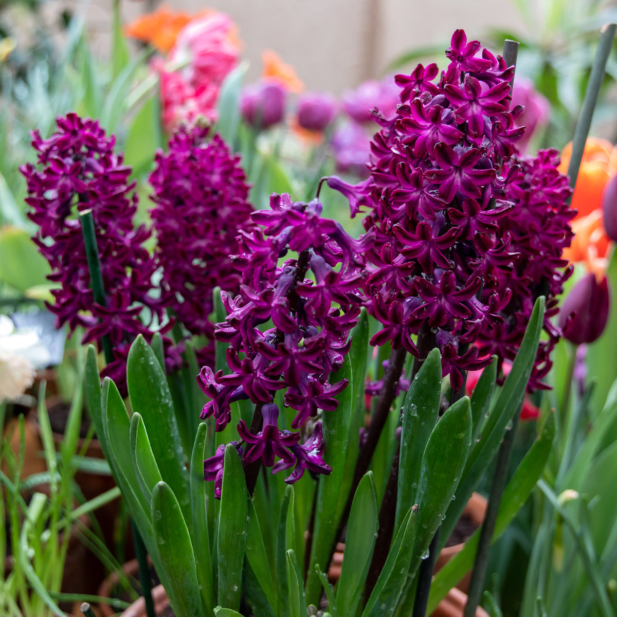 6 Jacinthes Woodstock pourpre - Hyacinthus orientalis woodstock - Bakker