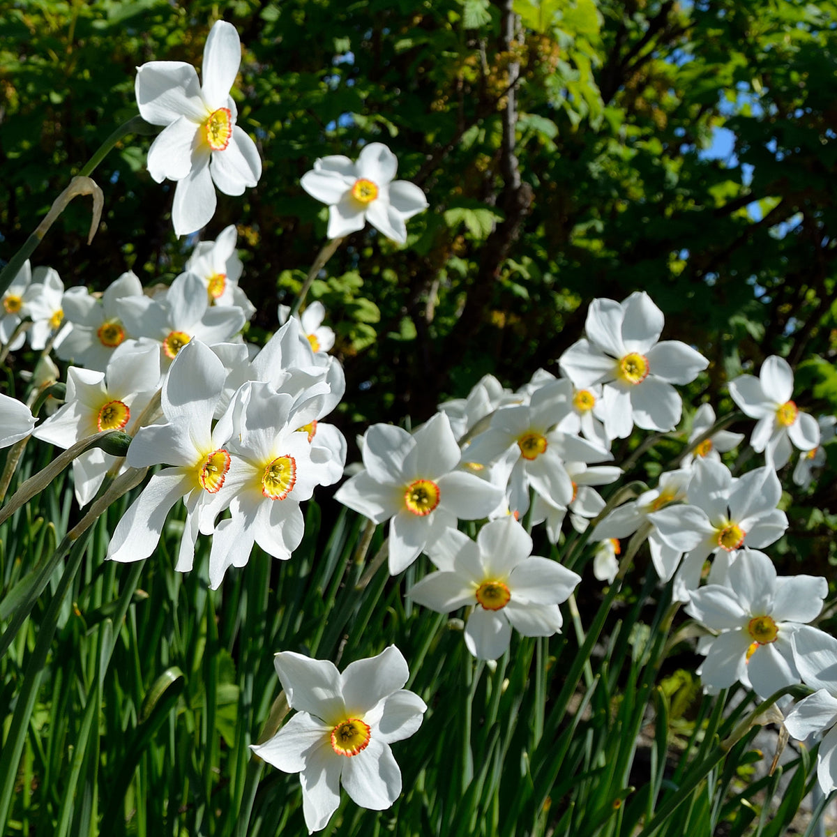 Narcissus poeticus Actea - 10 Narcisses des poètes Actea - Bulbes de Narcisse