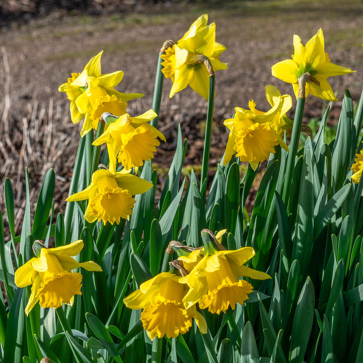 10 Narcisses Rijnveld Early Sensation - Narcissus Rijnveld's Early Sensation - Bakker