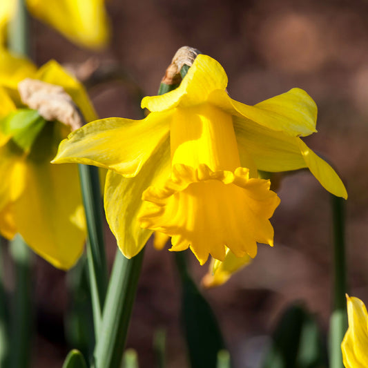 10 Narcisses Rijnveld Early Sensation - Bakker