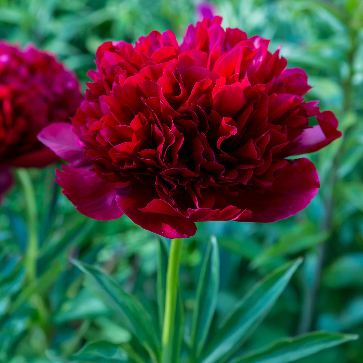 Vente Pivoine Red Charm - Paeonia lactiflora x Red Charm