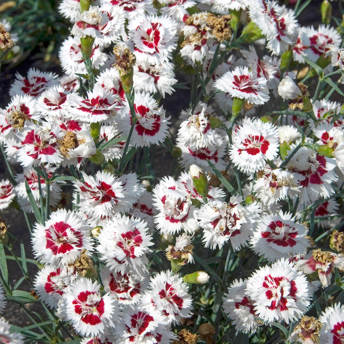 2 Œillets spiculifolius - Dianthus spiculifolius - Bakker