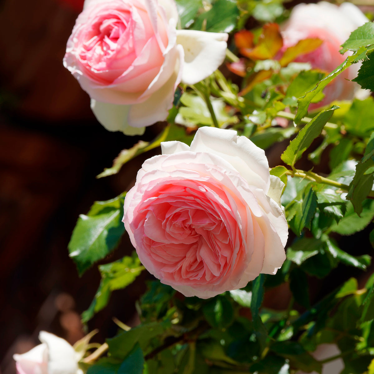 Rosier grimpant Pierre de Ronsard® - Rosiers grimpants - Bakker
