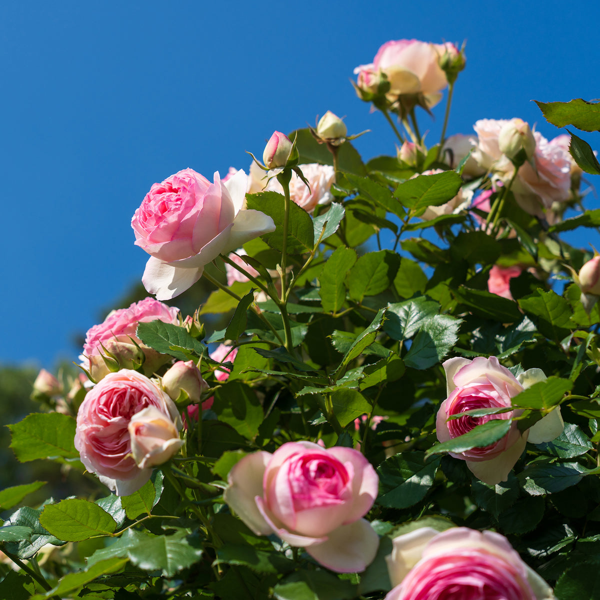 Vente Rosier grimpant Pierre de Ronsard® - Rosa grimpant Pierre de Ronsard® Meiviolin