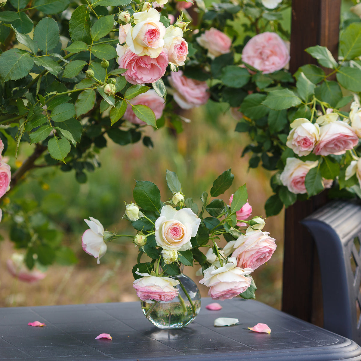 Vente Rosier grimpant Pierre de Ronsard® - Rosiers grimpants