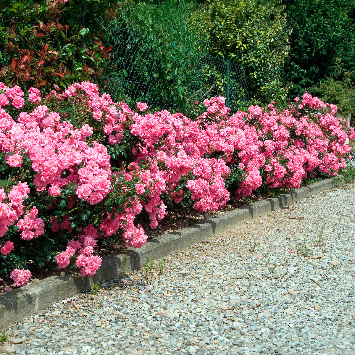 Rosiers couvre-sol Mirato ® - Bakker
