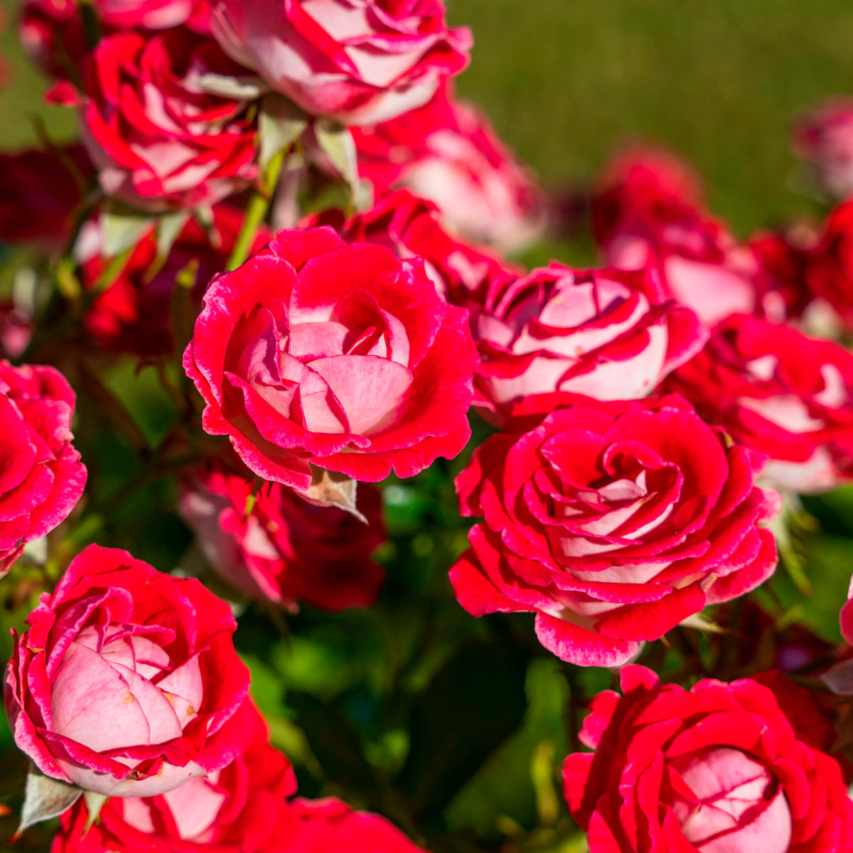 Rosier buisson Osiria - Rosa Osiria - Bakker