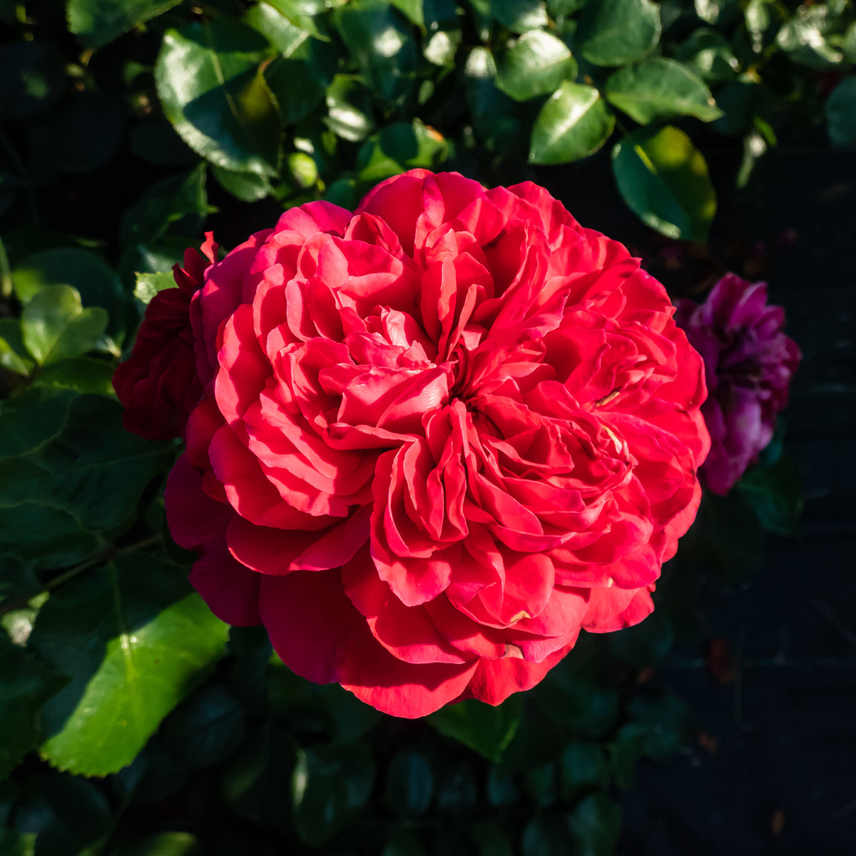 Rosiers - Rosier floribunda Red Leonardo da Vinci ® Meiangele - Rosa floribunda Red Leonardo Da Vinci ® Meiangele