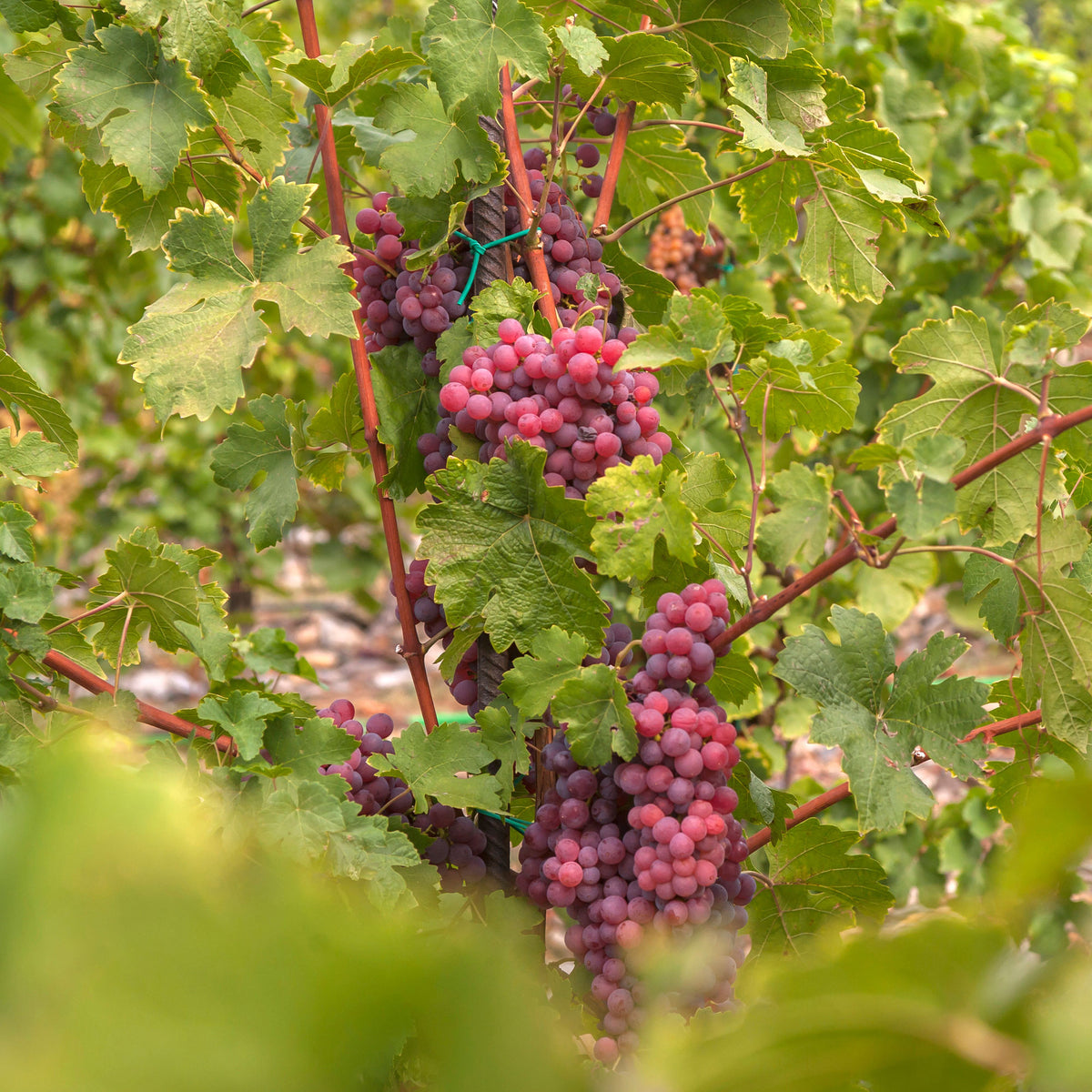 Vigne Chasselas rose - Bakker