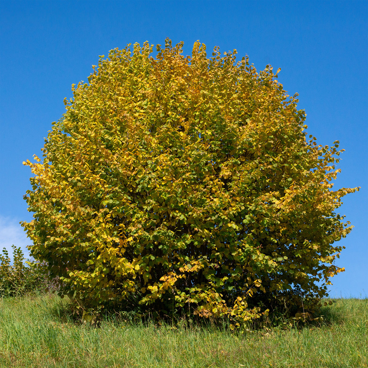 Noisetier vert - Corylus avellana - Bakker