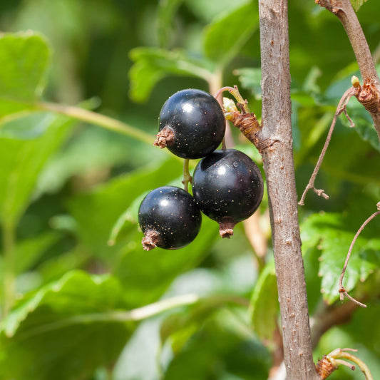 Cassissier à gros fruits Andega - Bakker