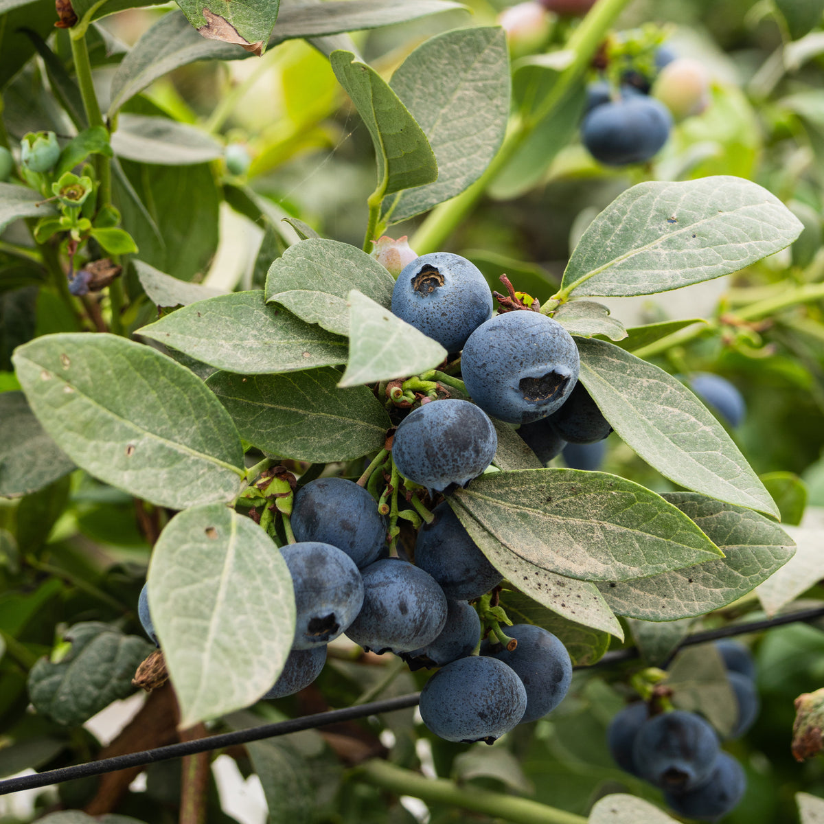 Vaccinium corymbosum Vitaminos - Myrtillier Vitaminos - Myrtillers