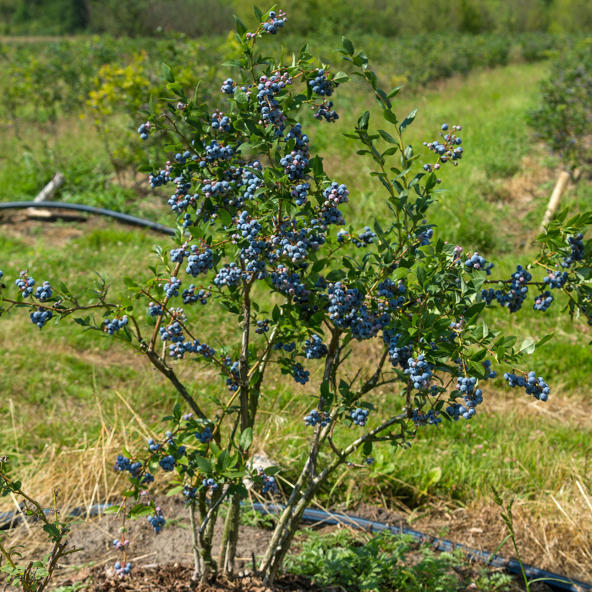 Myrtillers - Myrtillier Vitaminos - Vaccinium corymbosum Vitaminos