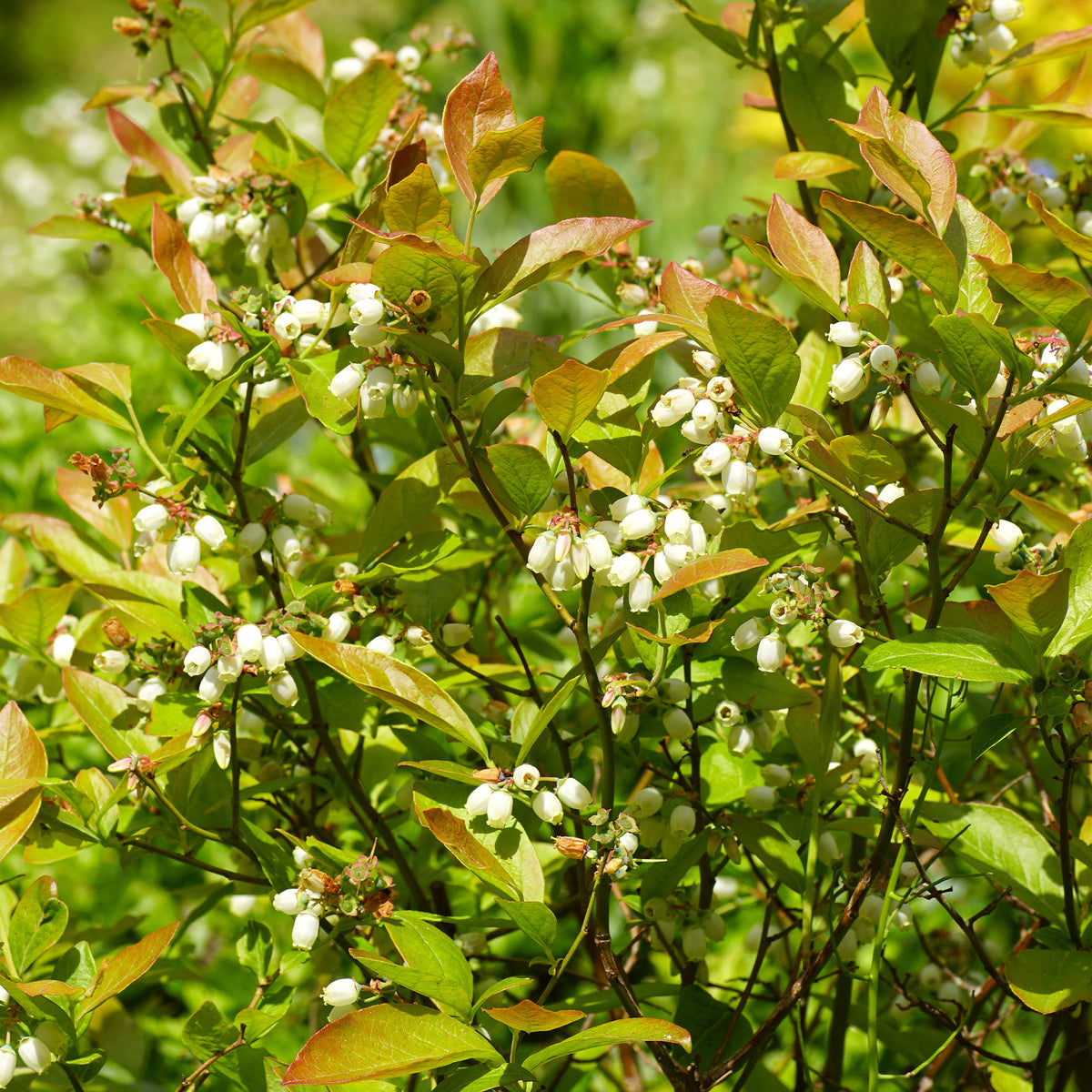 Vente Myrtillier Vitaminos - Vaccinium corymbosum Vitaminos