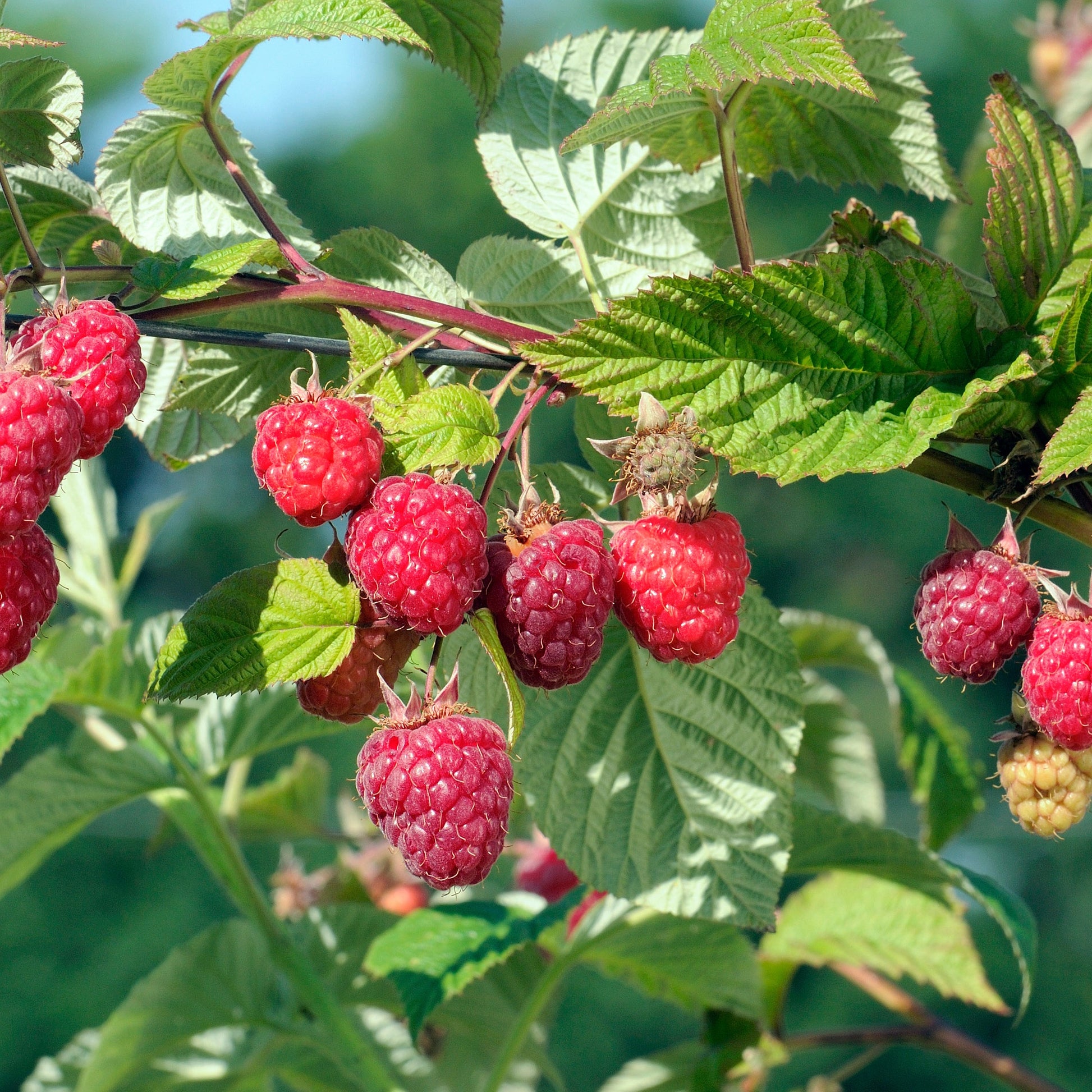 Framboisiers - Framboisier remontant Heritage - Rubus idaeus Heritage