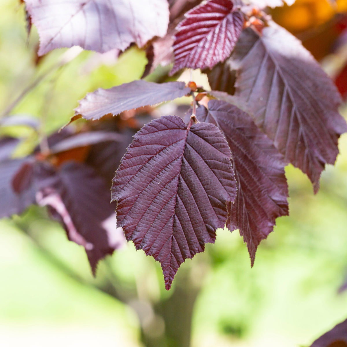 Vente Noisetier pourpre - Corylus maxima purpurea