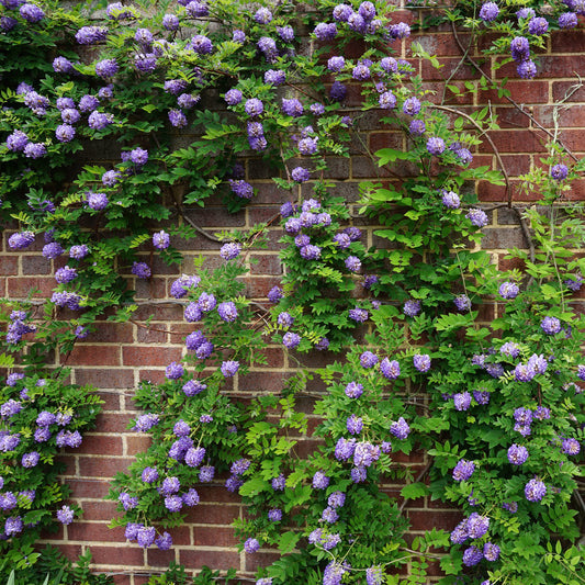 Glycine Toujours en fleurs - Wisteria frutescens Longwood Purple - Bakker