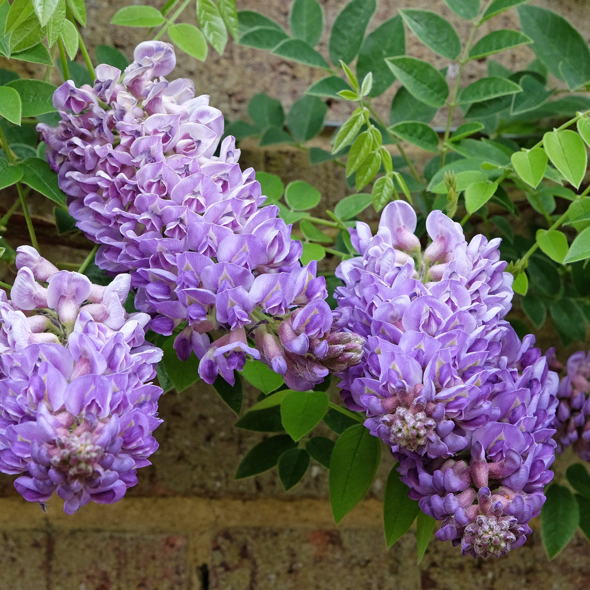 Glycine Toujours en fleurs - Wisteria frutescens Longwood Purple - Bakker