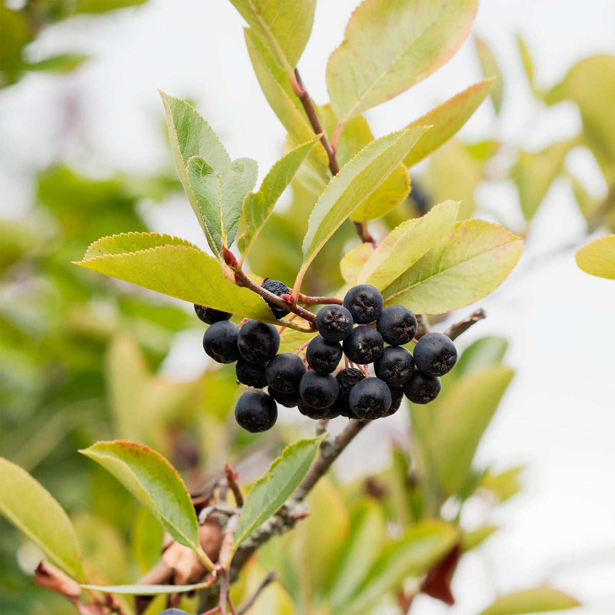 Aronia viking - Aronia melanocarpa Viking - Bakker