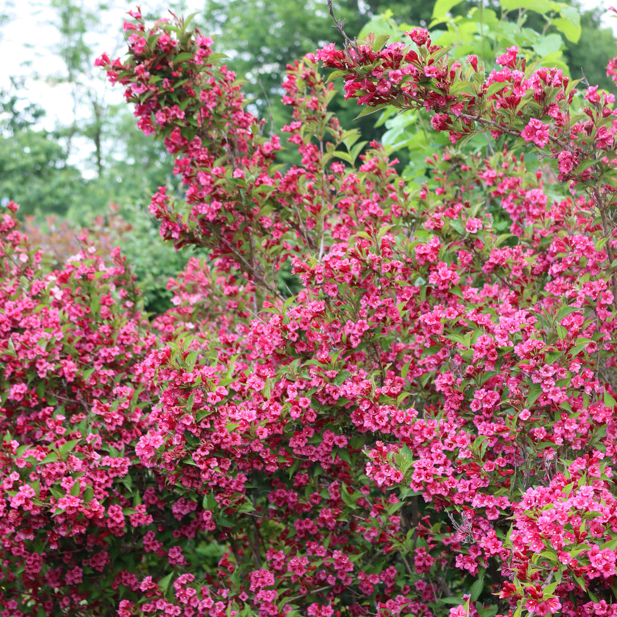 Vente Weigelia Bristol Ruby