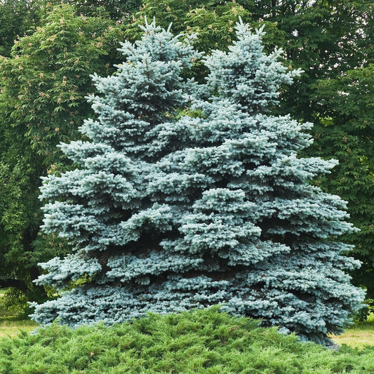 Sapin bleu Sélection Bakker - Bakker