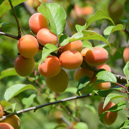 Abricotier Pêche De Nancy